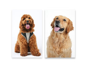 PET PHOTOGRAPHY